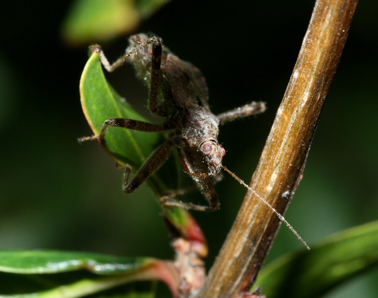 Nabidae di casa: Himacerus e Aptus del Piemonte